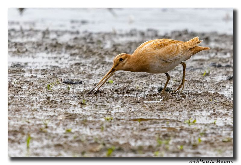 Watersnip - Snipe