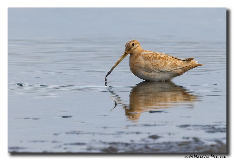 Watersnip - Snipe