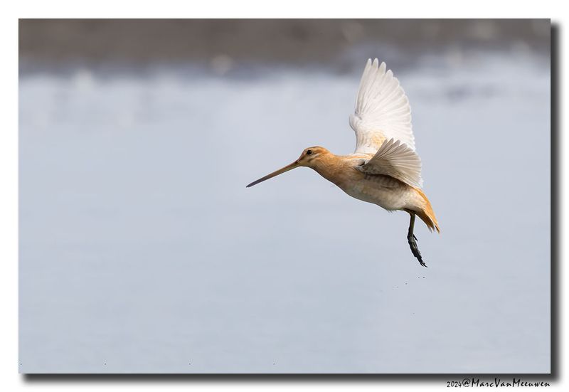 Watersnip - Snipe