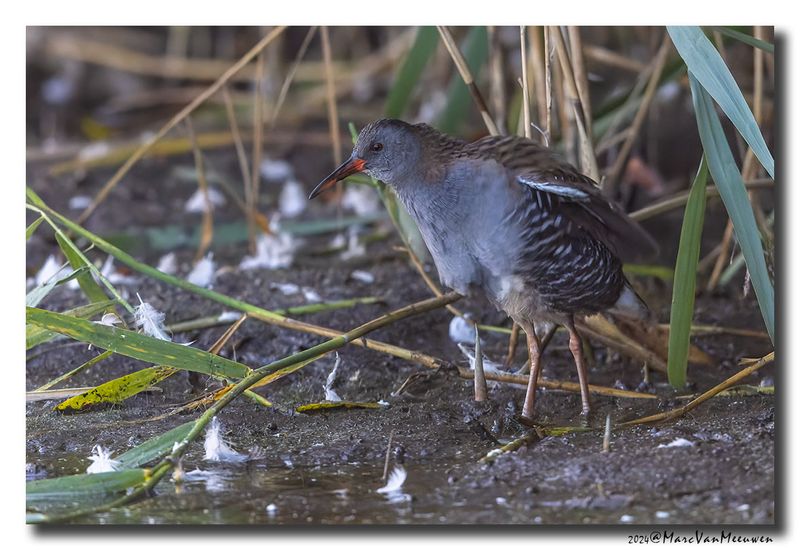 Waterral - Water Rail