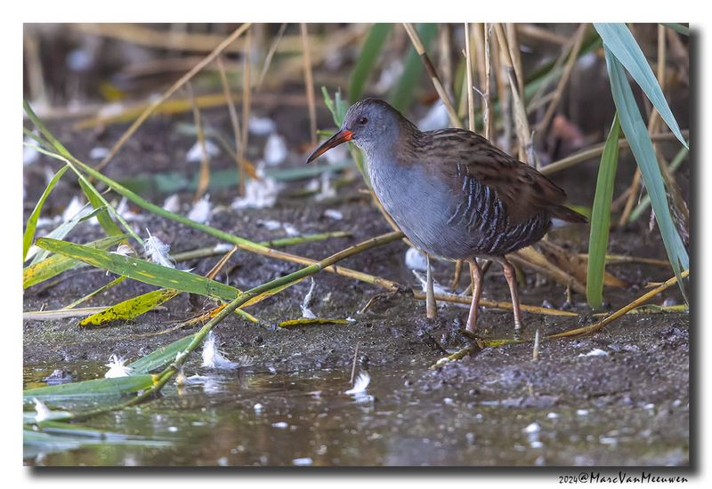 Waterral - Water Rail