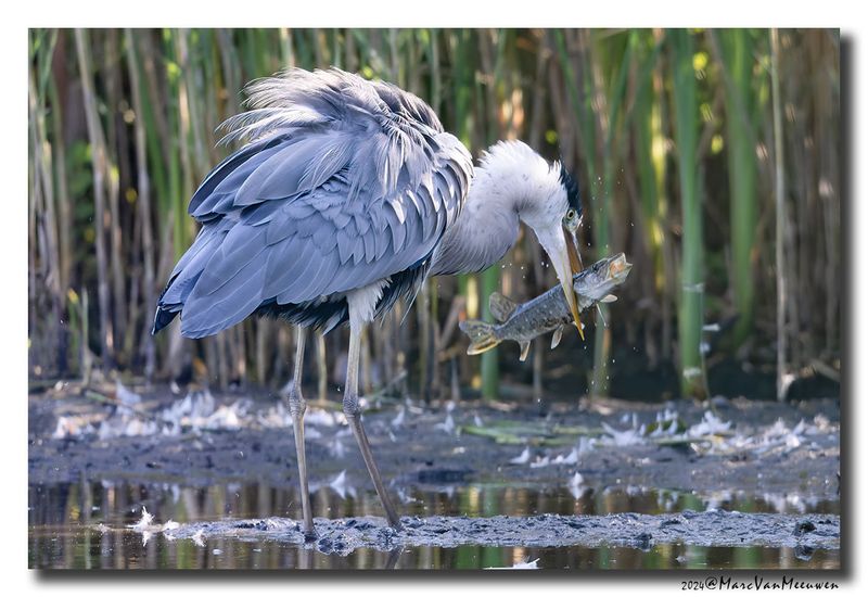 Blauwe Reiger - Grey Heron