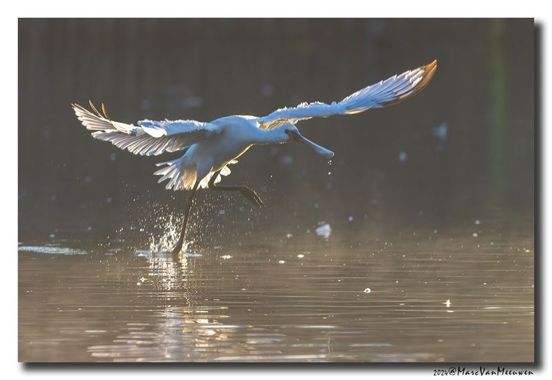 Lepelaar - Spoonbill