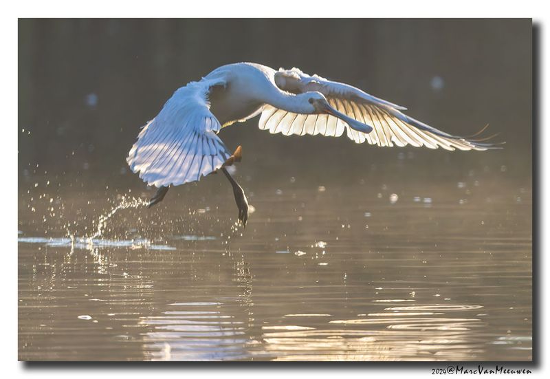 Lepelaar - Spoonbill