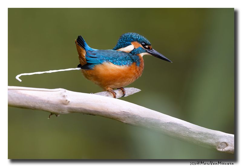 Ijsvogel - Kingfisher