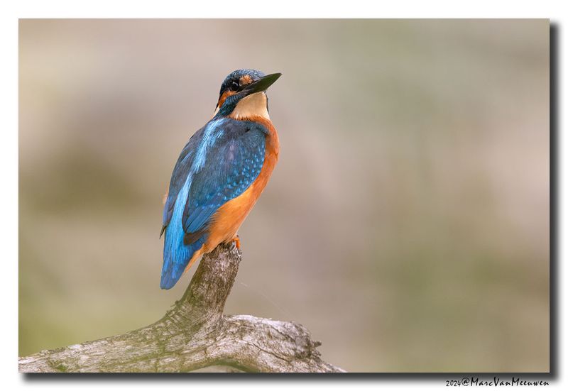 Ijsvogel - Kingfisher
