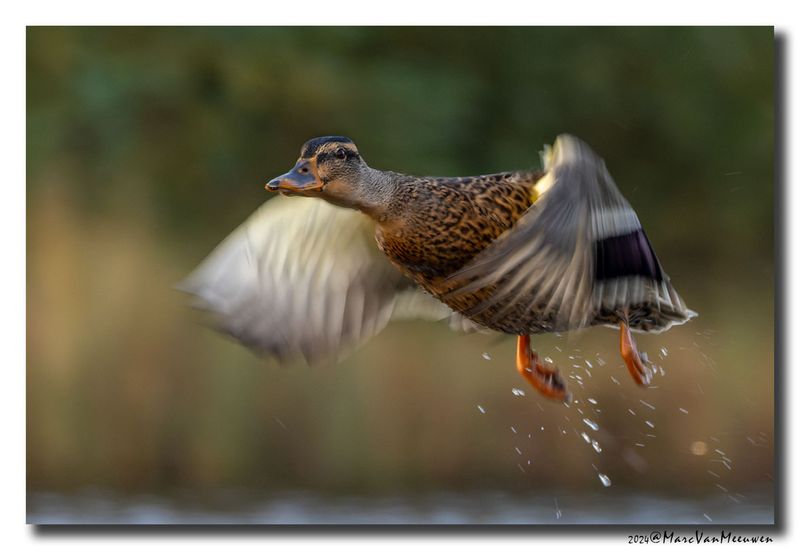 Wilde Eend - Mallard
