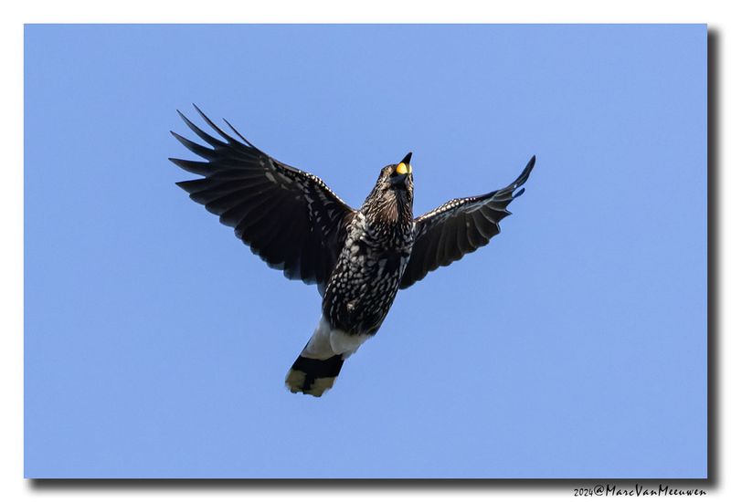 Notenkraker-Spotted Nutcracker