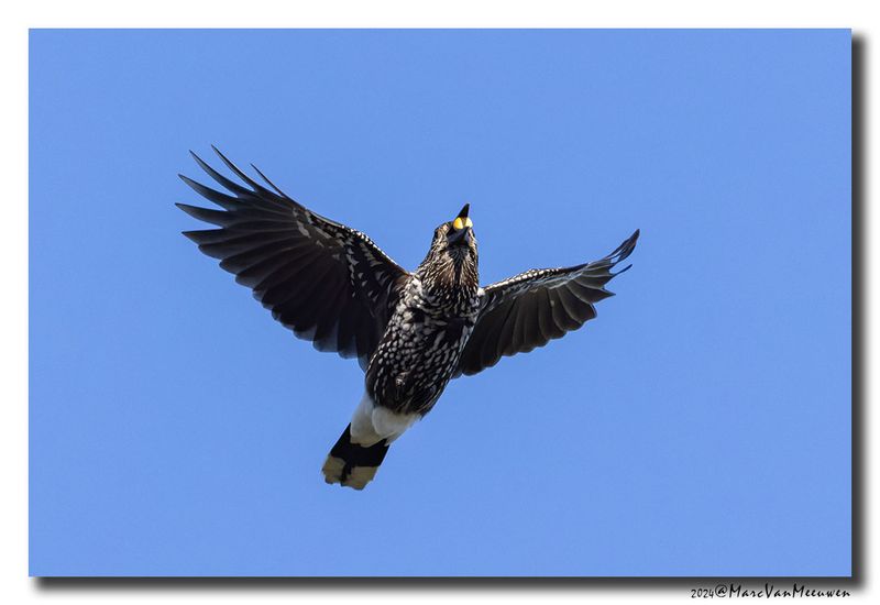 Notenkraker-Spotted Nutcracker