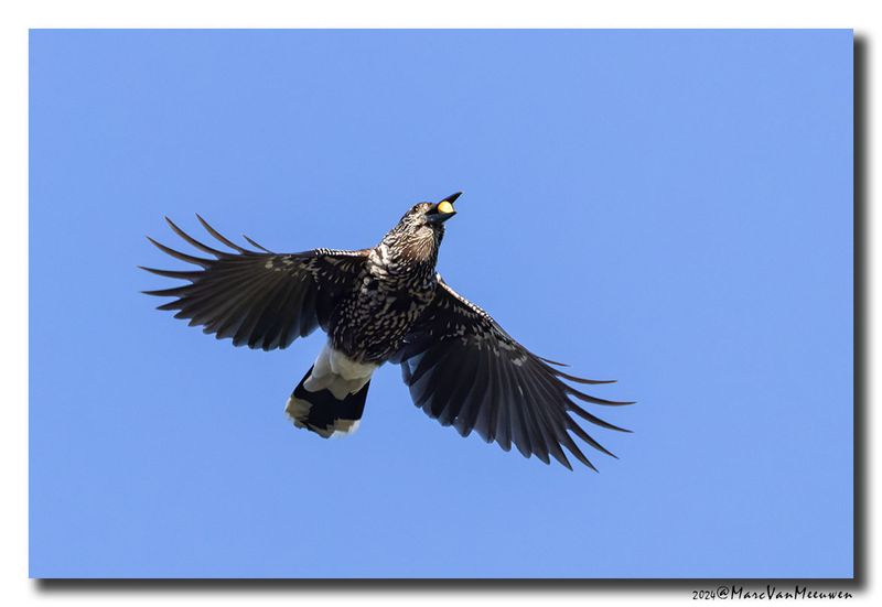 Notenkraker-Spotted Nutcracker