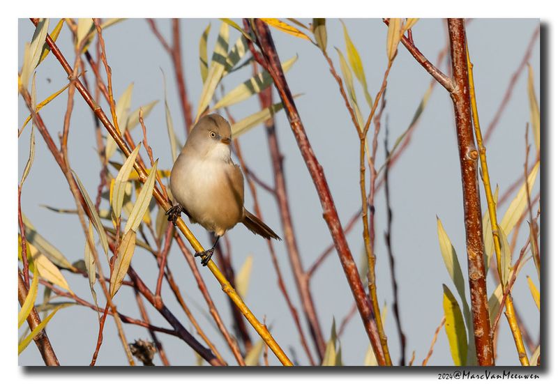 Baardman - Bearded Reedling