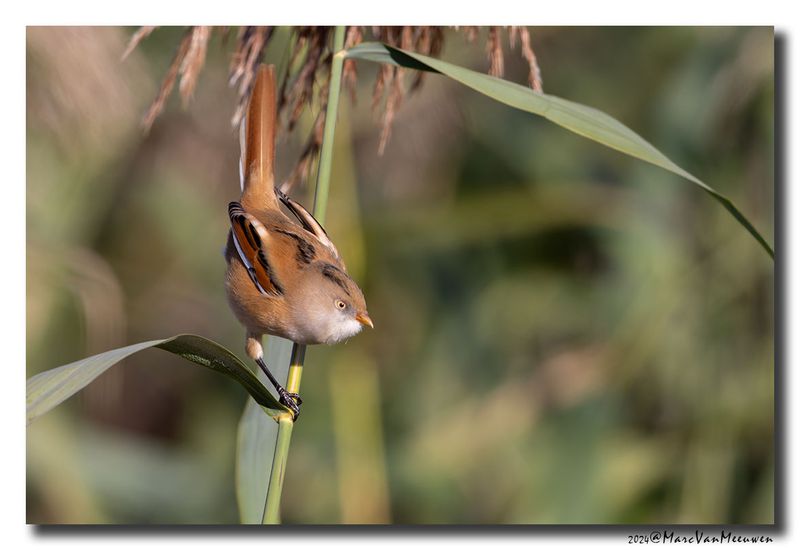 Baardman - Bearded Reedling