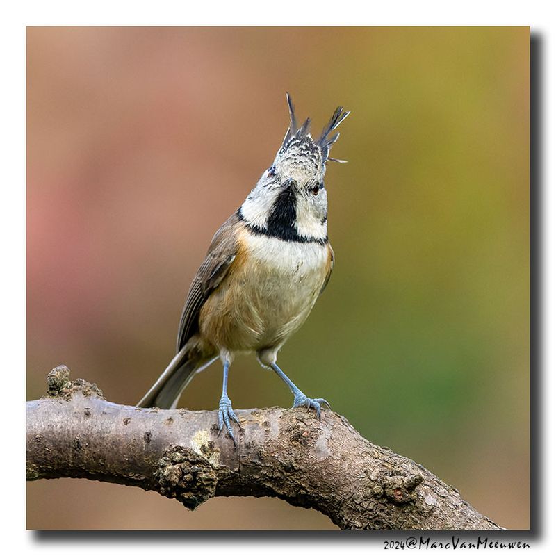 Kuifmees - Crested Tit