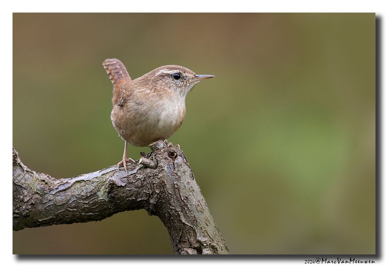 Winterkoning - Eurasian Wren