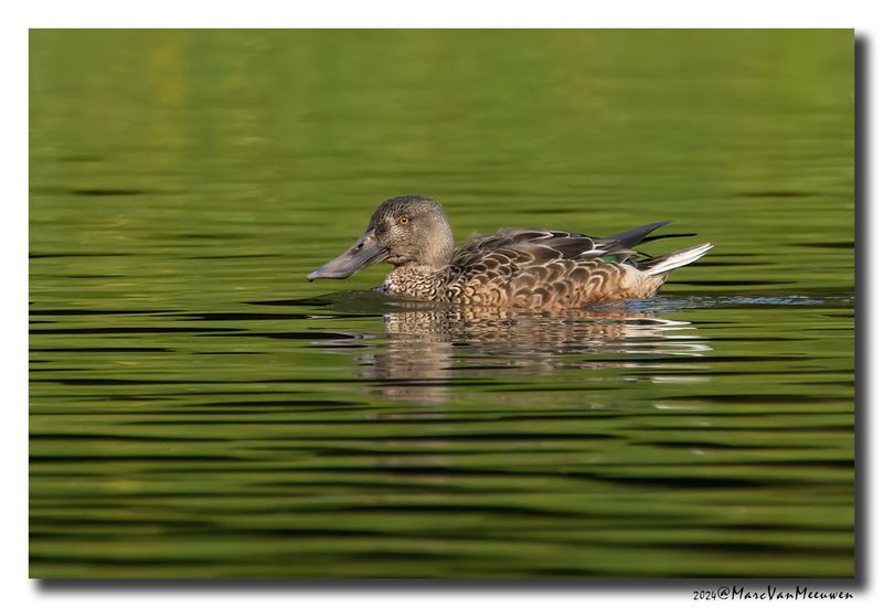 Slobeend - Northern Shoveler
