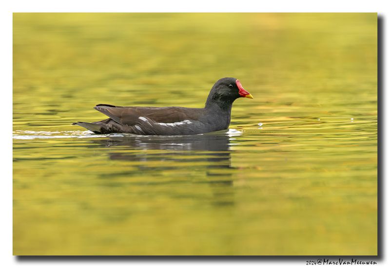 Waterhoen - Moorhen