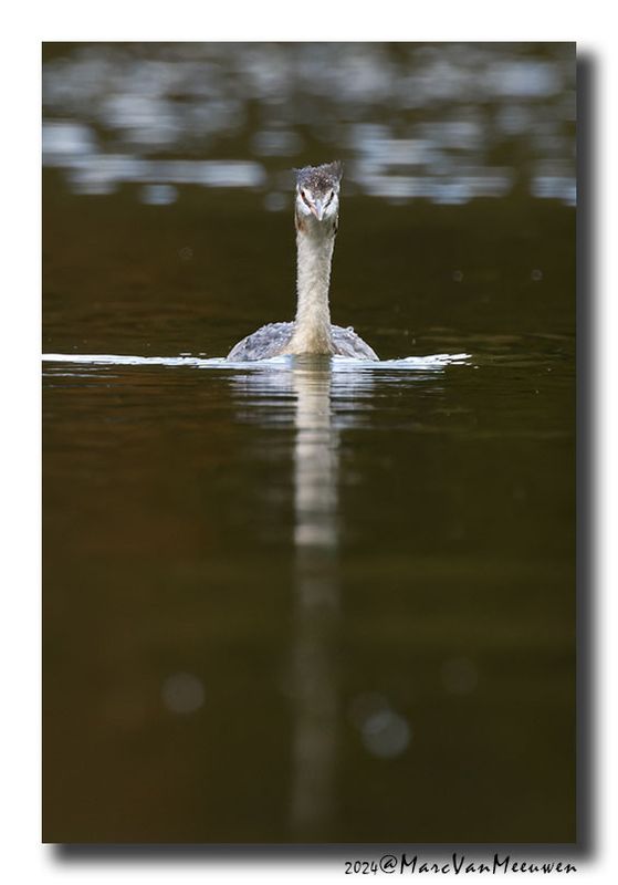 Fuut - Great Crested Grebe