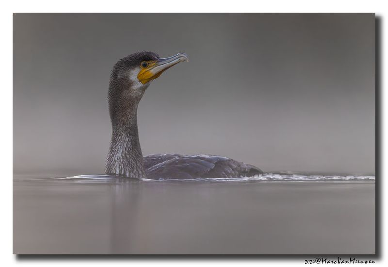 Aalscholver - Great Cormorant