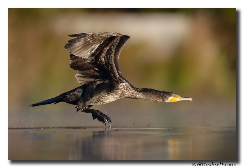 Aalscholver - Great Cormorant
