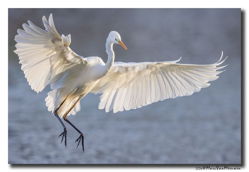 Grote Zilverreiger - Great Egret