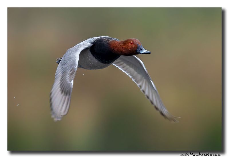 Tafeleend - Pochard