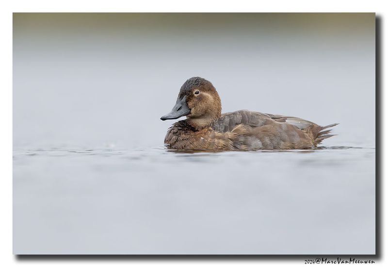 Tafeleend - Pochard