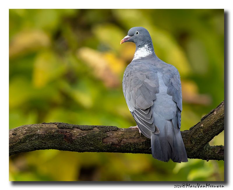 Houtduif - Wood Pigeon