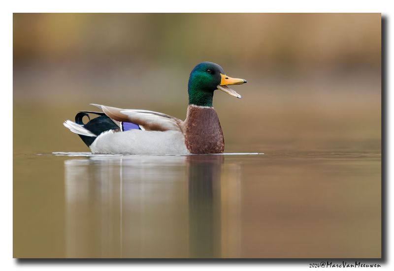 Wilde Eend - Mallard