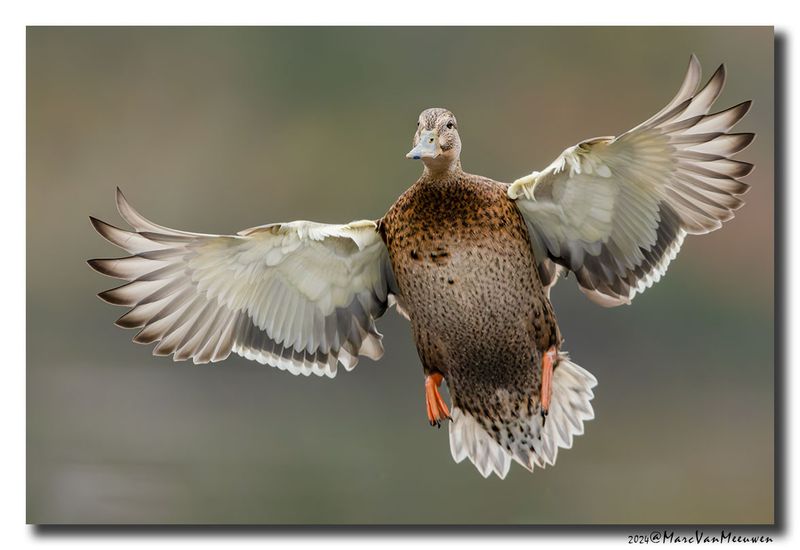 Wilde Eend - Mallard