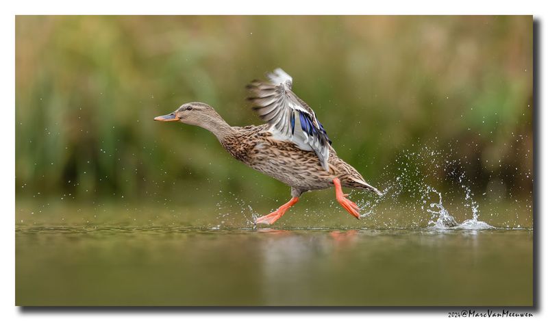 Wilde Eend - Mallard