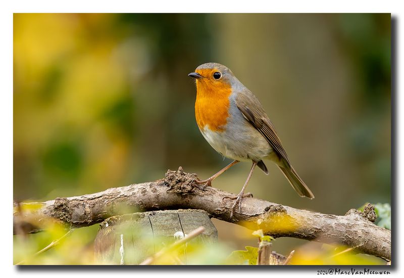 Roodborst - Robin