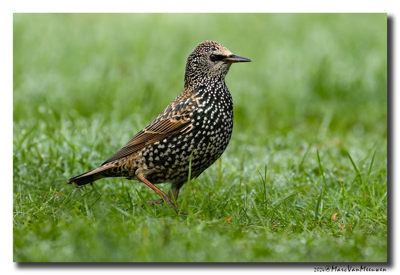 Spreeuw - Starling
