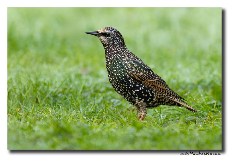 Spreeuw - Starling