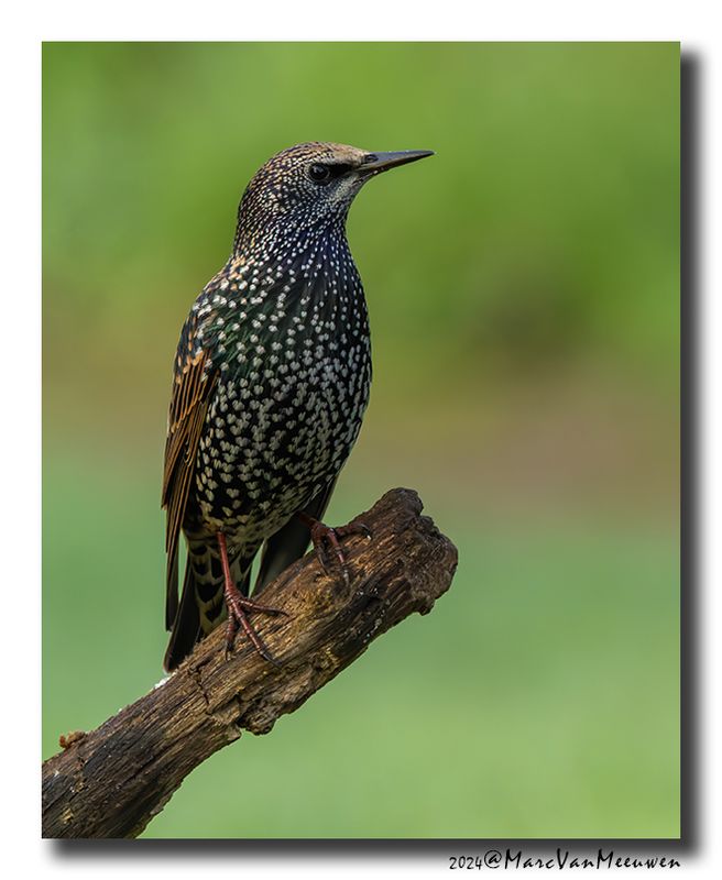 Spreeuw - Starling