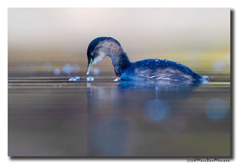 Dodaars - Little Grebe