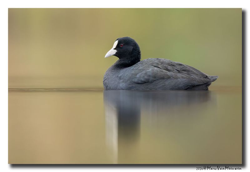 Meerkoet - Coot