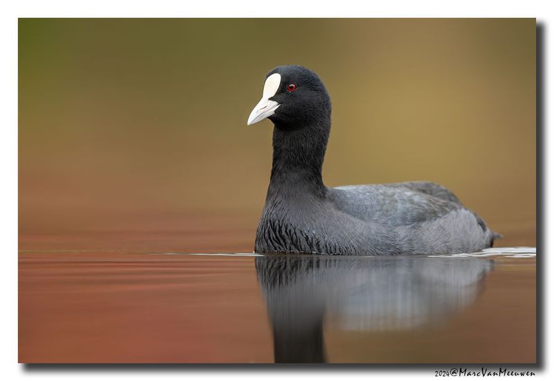 Meerkoet - Coot