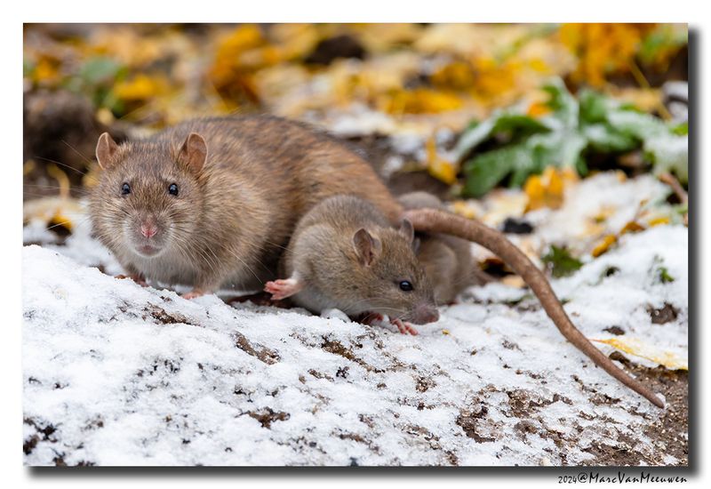Bruine rat