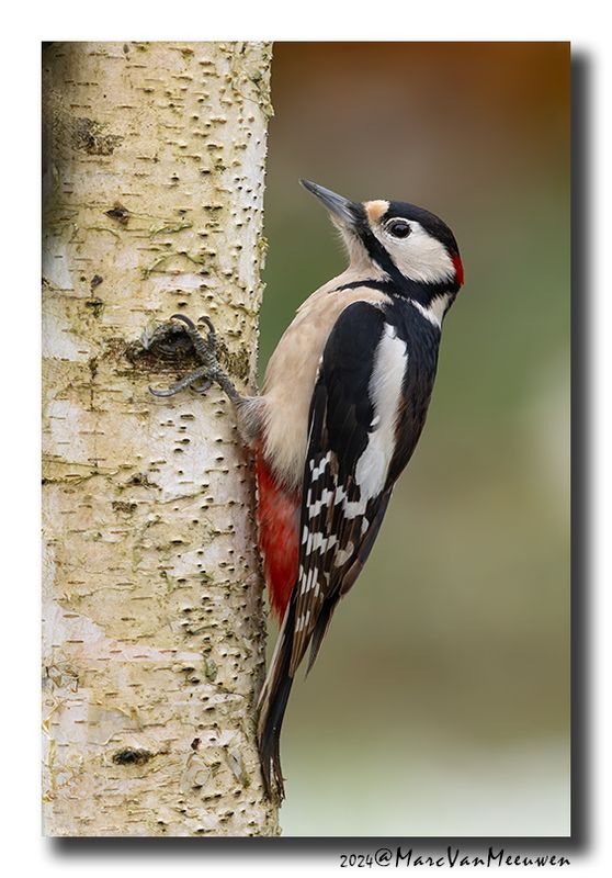 Grote Bonte Specht - Great Spotted Woodpecker