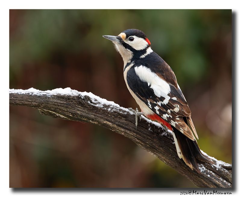 Grote Bonte Specht - Great Spotted Woodpecker