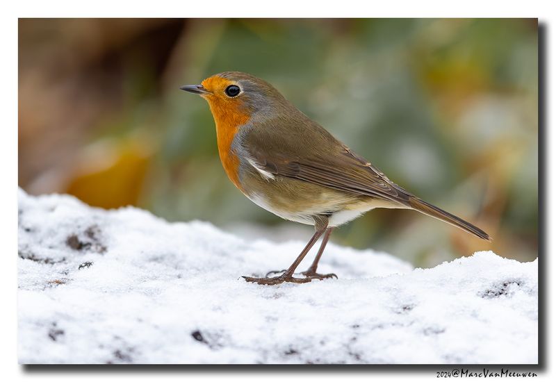 Roodborst - Robin