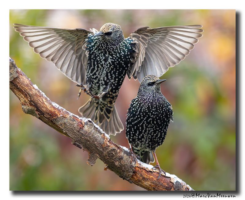 Spreeuw - Starling