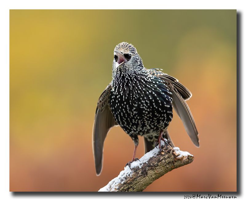 Spreeuw - Starling