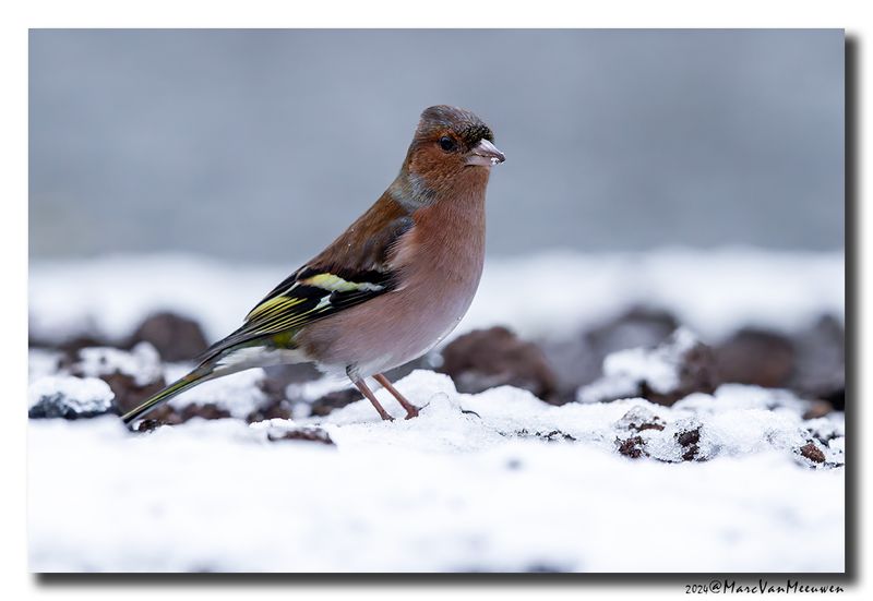 Vink - Chaffinch