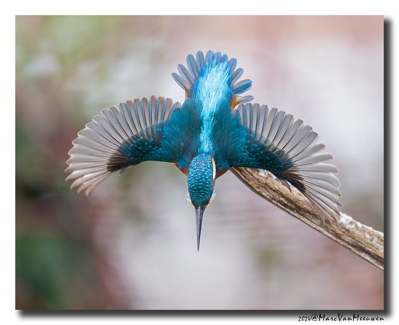 Ijsvogel_21112024_Diest__Q9A2913-038.jpg