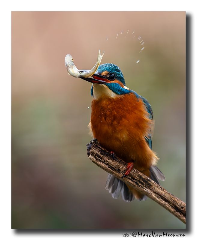 Ijsvogel - Kingfisher