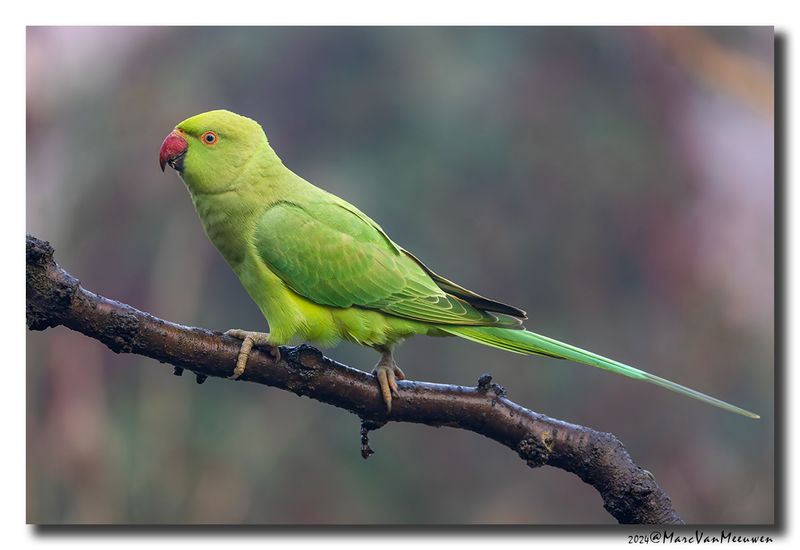 Halsbandparkiet - Rose-ringed Parakeet