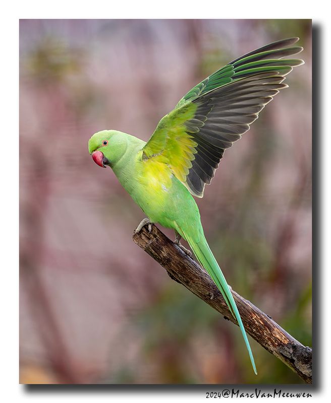 Halsbandparkiet - Rose-ringed Parakeet