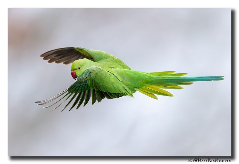 Halsbandparkiet - Rose-ringed Parakeet