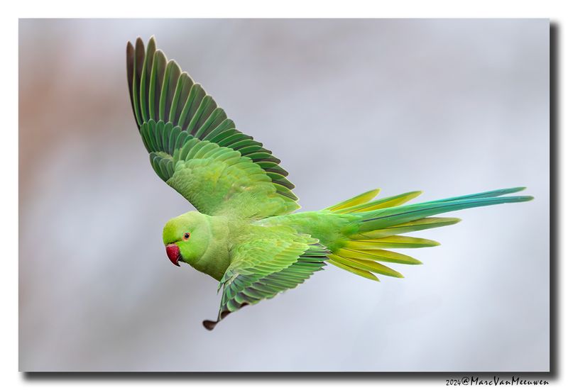 Halsbandparkiet - Rose-ringed Parakeet